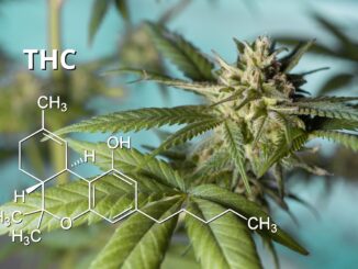 צמח הקנאביס עם רישום של מולקולת THC