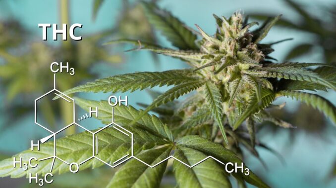 צמח הקנאביס עם רישום של מולקולת THC